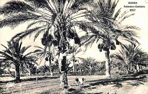 Biskra - Palmiers-Dattiers - 1957